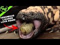 VENOMOUS LIZARDS EAT EGGS!!!