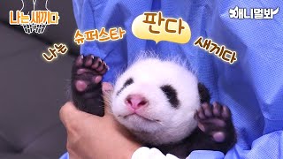 I’m 41 days old Panda Baby [SBS Animal I’m A Baby 59th]