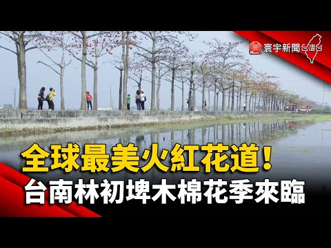 全球最美火紅花道！台南林初埤木棉花季來臨@globalnewstw