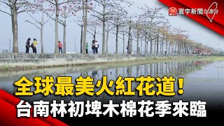 全球最美火紅花道 台南林初埤木棉花季來臨 寰宇新聞頻道 Youtube