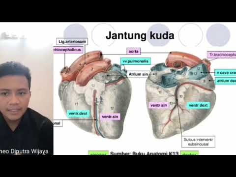 ANATOMI UMUM PADA KUDA _Sistem Respirasi dan Sistem Genetalia_ part 2 sahabatveteriner#3