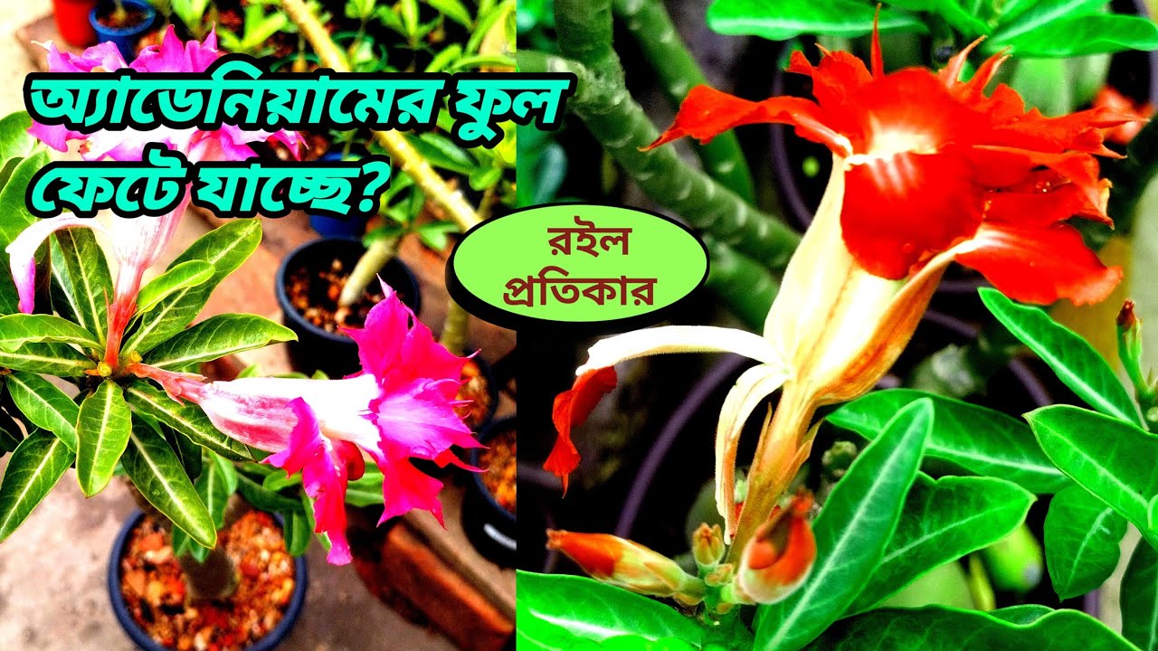 Why Adenium Flower Deformed How To Get More Flowers On Adenium YouTube