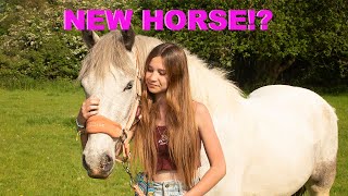 MY NEW HORSE!!!