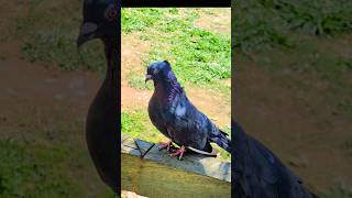4K Pigeon Close Up 🐦 Calm Nature Ambience &amp; Birds Chirping