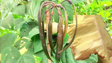 chi tiết cây Núc nác. những bài thuốc quá tuyệt vời. Thảo Dược Việt Nam