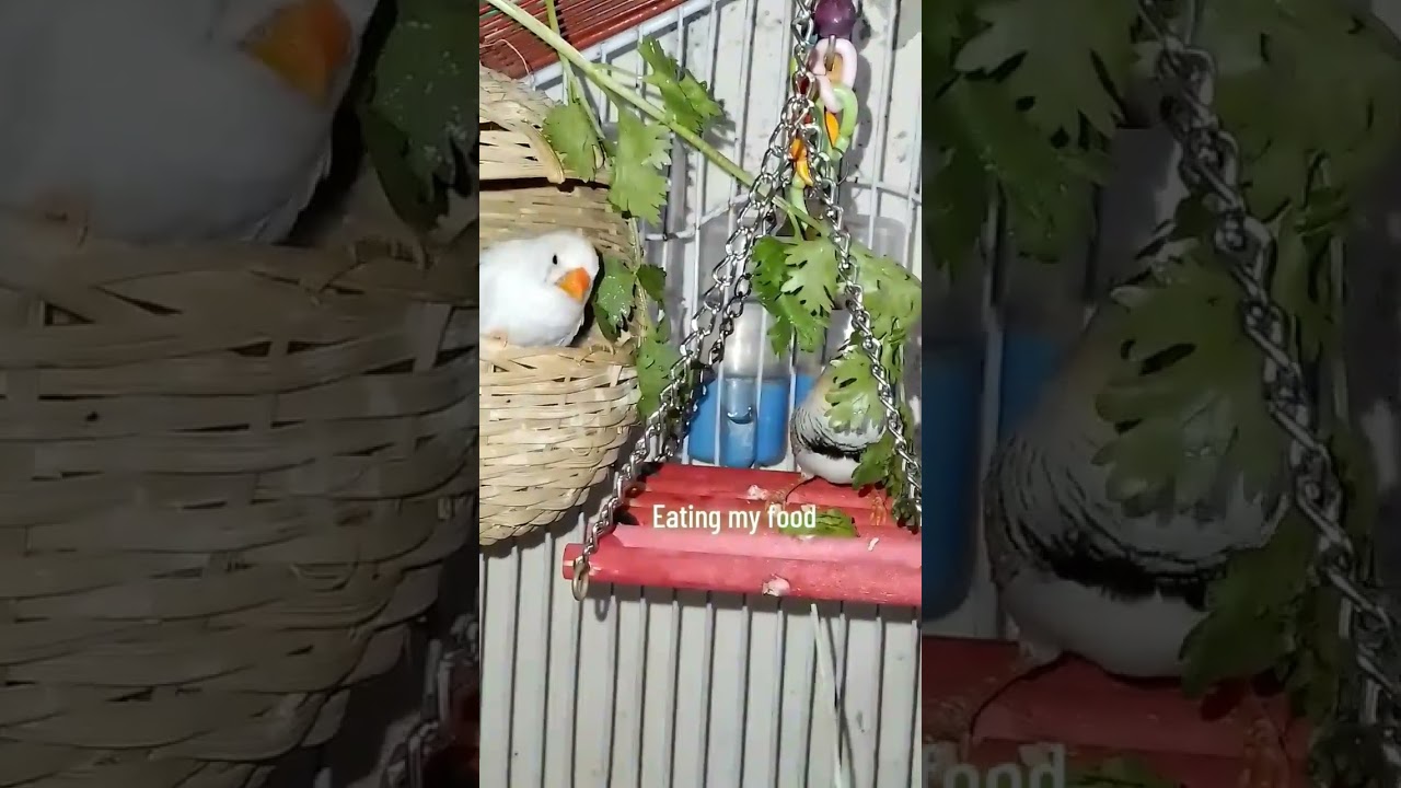 Zebra Finch eating leaves (part 1) 