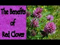 The benefits of red clover trifolium pratense