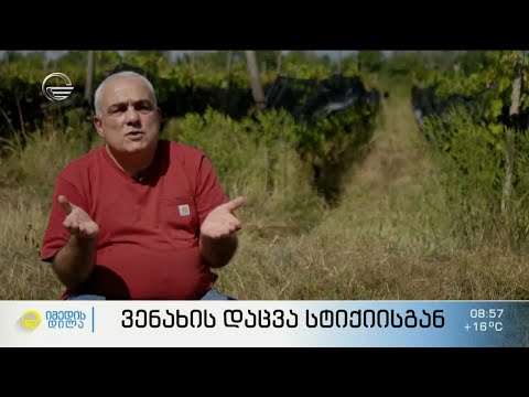 სეტყვისგან დაზიანებული ვენახი და სპეციალური  დამცავი ბადეები მოსავლის გადასარჩენად