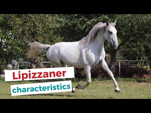 Video: Morgan Horse