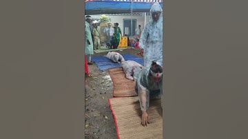 Tục nằm đường trong đám tang ở miền tây, trời mưa tầm tã vẫn phải thực hiện nghi lễ