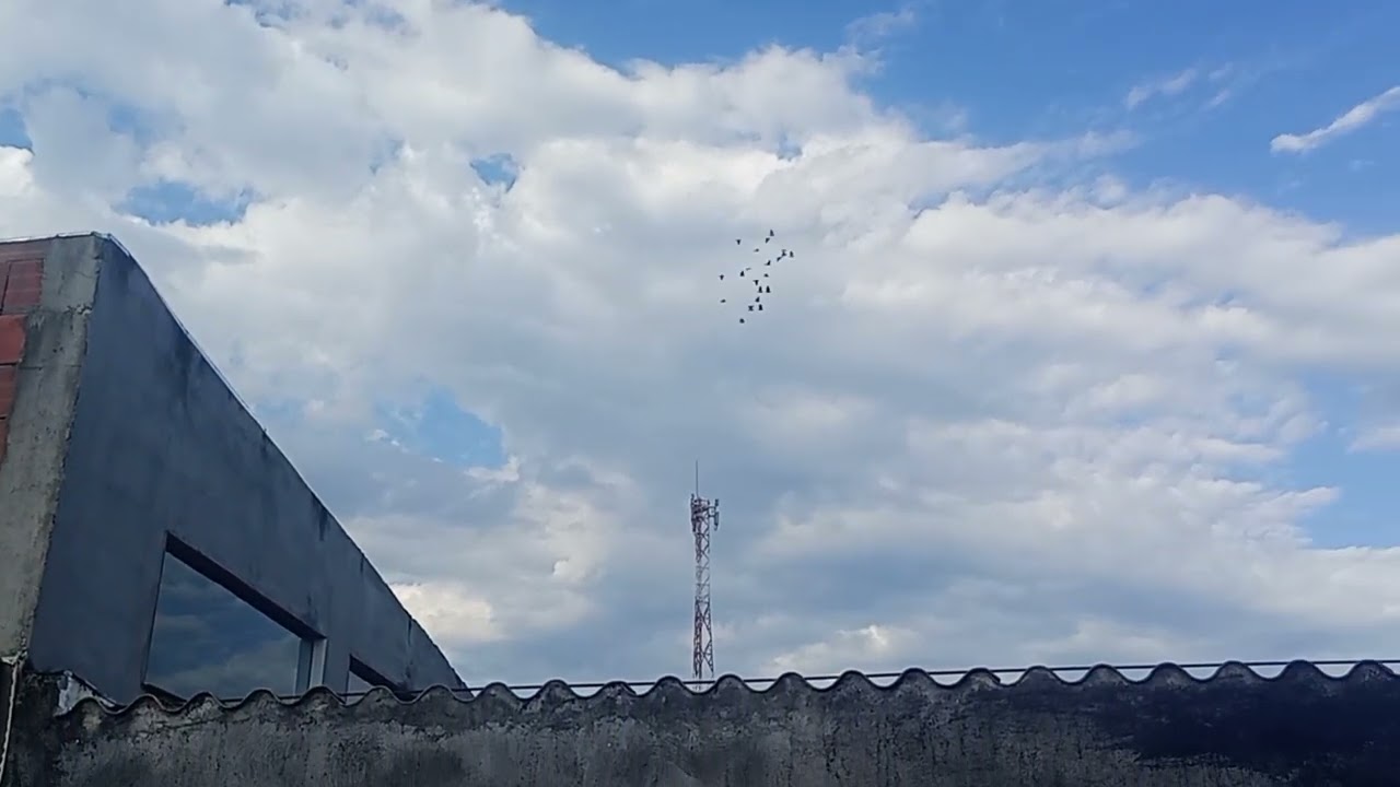 Atualização dos filhotes e revuadinha da pombadinha 