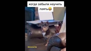 Когда забыл научиться лаять😂😂😂