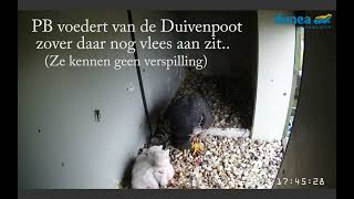 3 Mei middag : PB met duivenpoot...