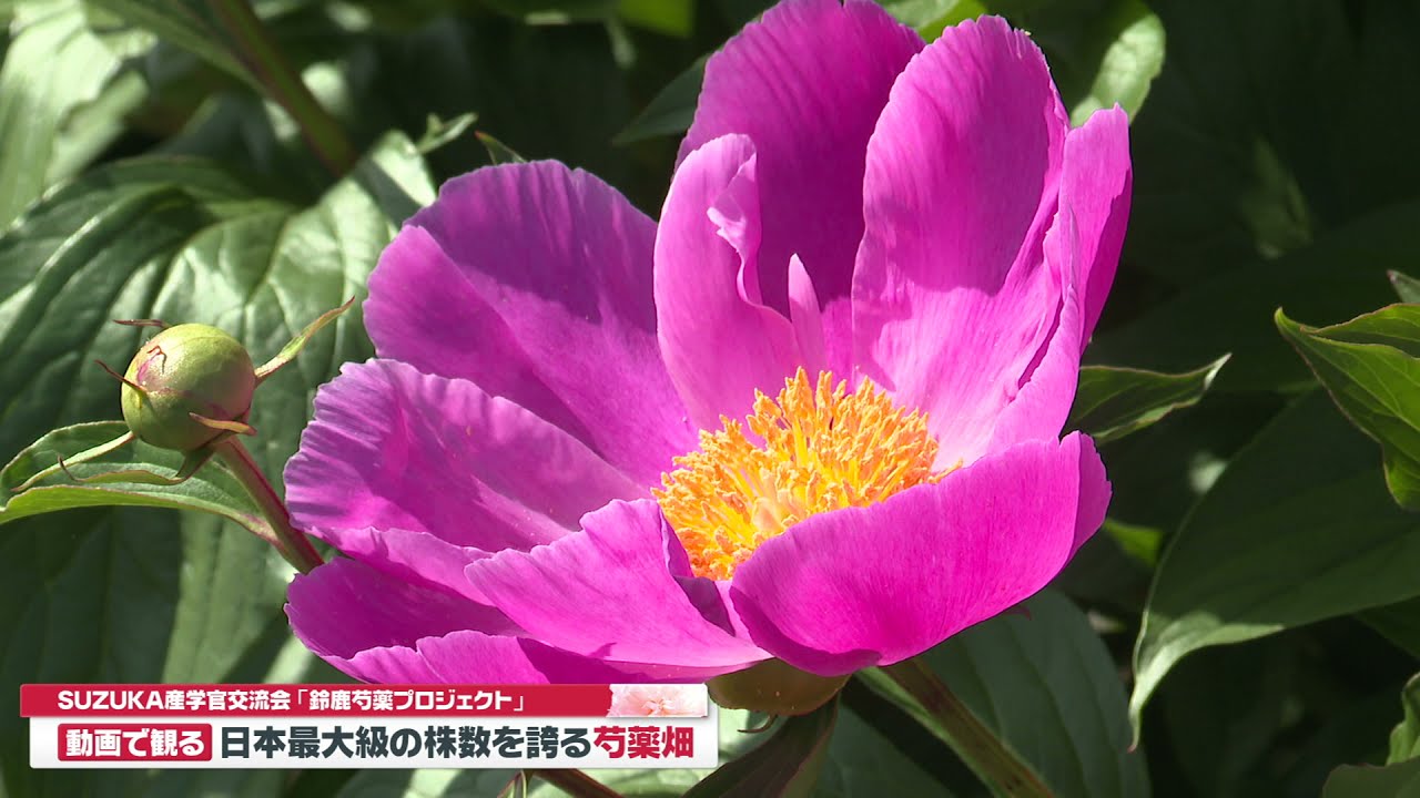 鈴鹿芍薬プロジェクト  SUZUKA産学官交流会 - 鈴鹿商工会議所