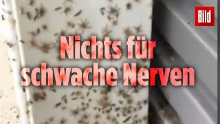 Spinnen flüchten vor dem Hochwasser in Wohnhäuser