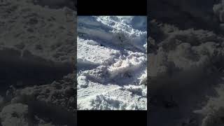 Beautiful Minnah-Snowta