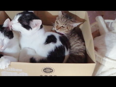 箱ねこライブ190830