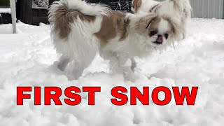 Puppies first time in snow  Japanese Chin puppy in 4K