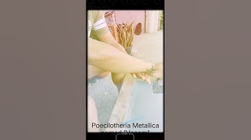 It takes guts to shake hands with Poecilotheria Metallica #tarantula #pmet