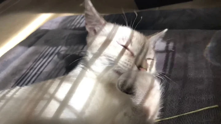 Video 953021: lynx point siamese cat, tabby point siamese, siamese cat grooming