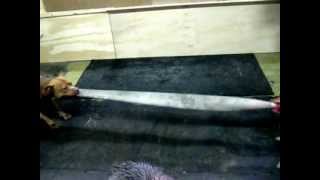 Holland Apbt Nationals 24-02-2013 Film 5