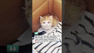 This Kitten Was 1 Second Away From Tragedy... 💔🐾 #shorts