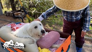 春の草花を見ながらのんびりお散歩したお父さんとルンルンです　Great Pyrenees　グレートピレニーズ