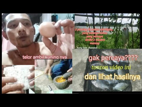 umpan 𝙟𝙞𝙩𝙪 ikan tawes, lampam/wader liar anti gagal//2022#mancingterbaruikanlmpam#ikantawesikanwader