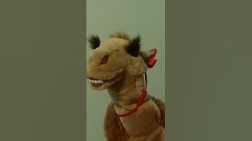 sml :camile the camel