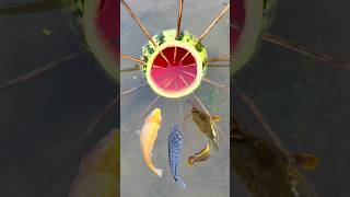 Bushcraft Skill: Easy Fishing Trap 🐠 with Watermelon #survival #campping #lifehacks #fish