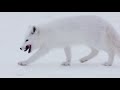 El zorro polar en Noruega | NATIONAL GEOGRAPHIC ESPAÑA