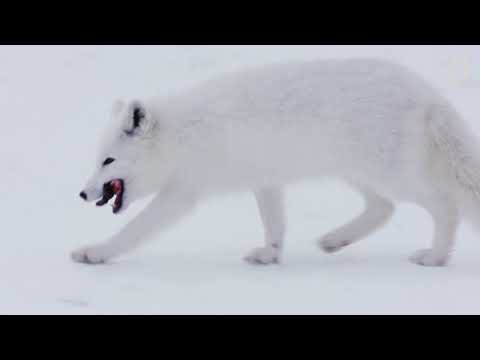 Vídeo: El Zorro ártico Camina De Noruega A Canadá