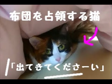 布団を占拠する三毛猫