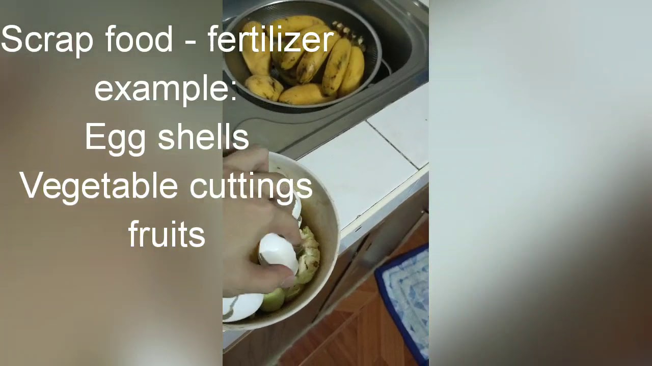 Scrap Food Fertilizer to my Garden YouTube