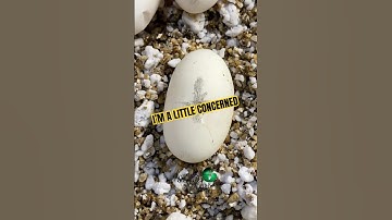 I’m a little concerned about one egg! #molinarosnakelab #reptiles #shorts  #reptilecommunity #roblox