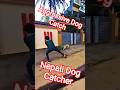 Nepali Dog Catcher Aggressive Dog #dog #nepal #streetdogrevival #shorts #ytviral