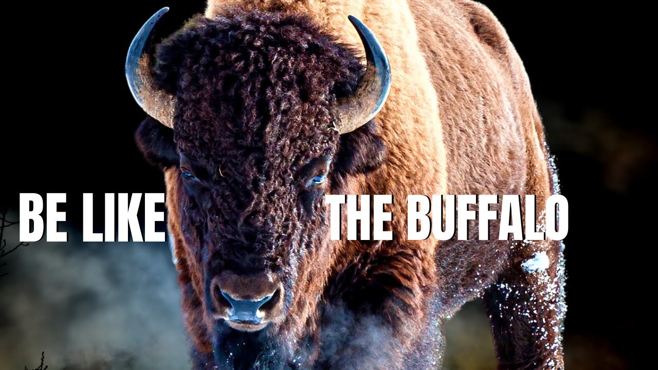 Be Like The Buffalo Inspired 2022 ...Fight for Freedom, We Will Prevail! 🌎