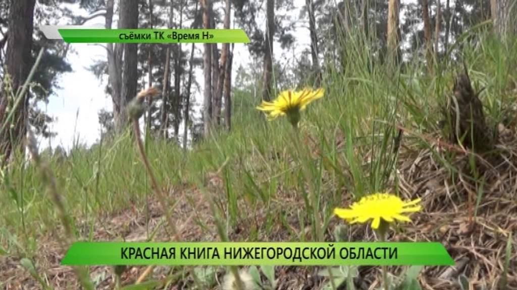 16.06.2015 Служба новостей "Город" - Красная книга Нижегородской области