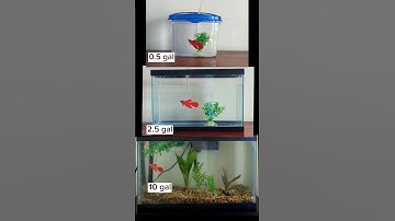 Tiny vs. larger aquarium for betta fish