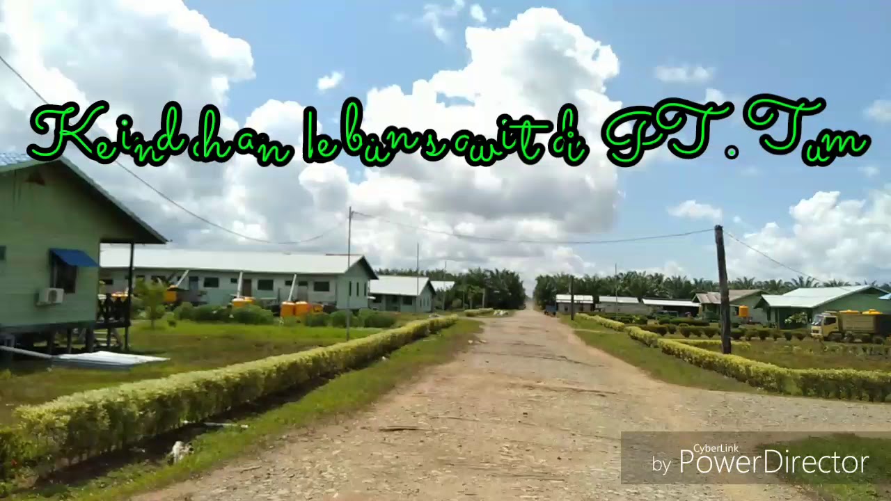 Keindahan kebun  kelapa  sawit PT. Tum kabupaten  tana tidung