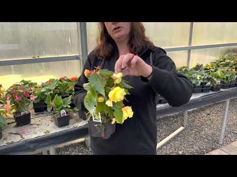 Video: Waar groei begonia-blomme?