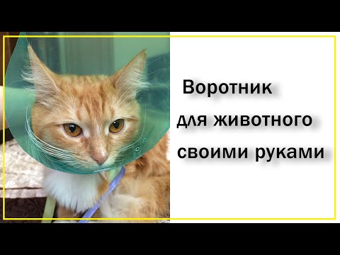 Ветеринарный воротник для кошки или кота своими руками