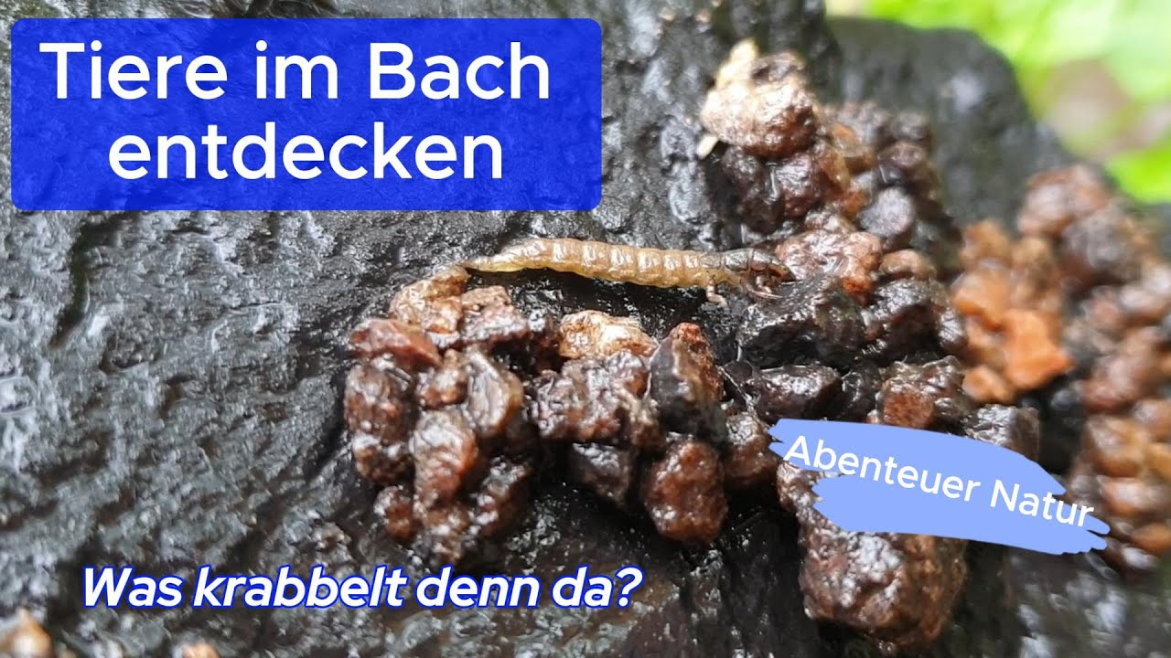 Mache mit! Bioindikation Kleinlebewesen im Bach bestimmen YouTube