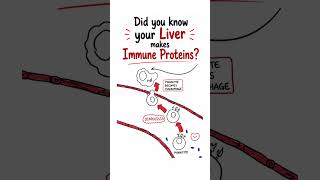 Immunology Insights: Complement Proteins #immunology #liver #meded #innateimmunity #macrophages