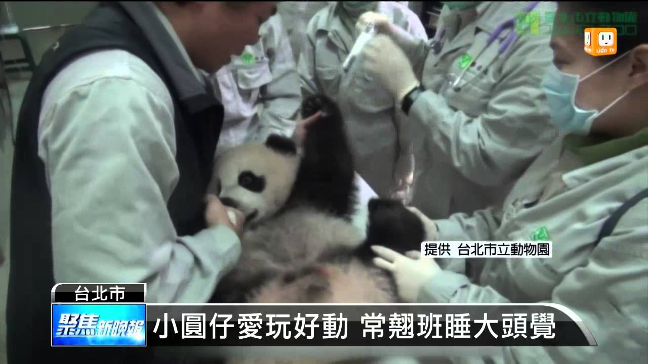 【2014.02.11】保育員爆料: 圓仔私下"恰北北" -udn tv