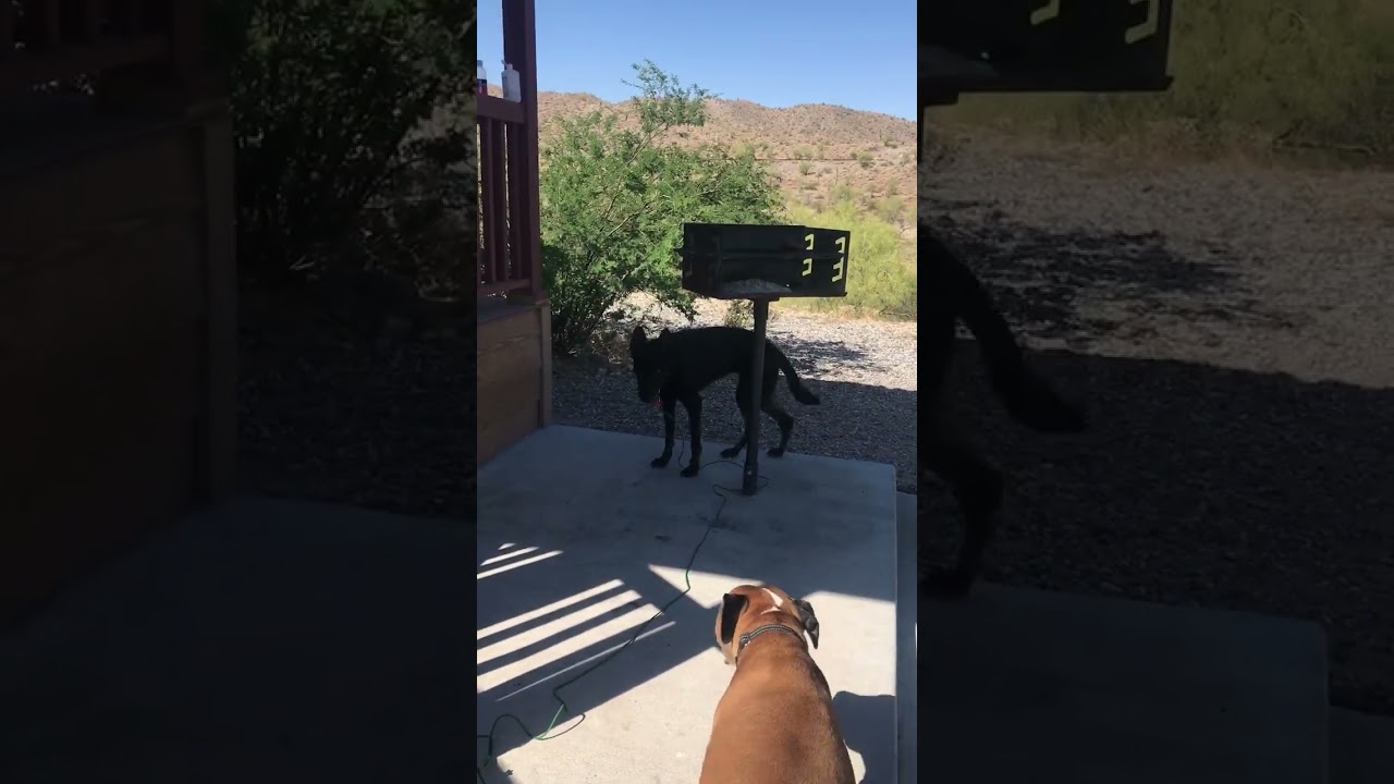Alamo Lake State Park cabins