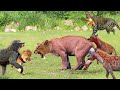Mother&#39;s Pain! Lioness Tries To Protect Her Cubs From Hyenas, Leopard, baboon And Elephant But Fails