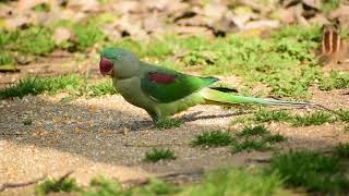 Alexandrine Parakeet Parrot Video.