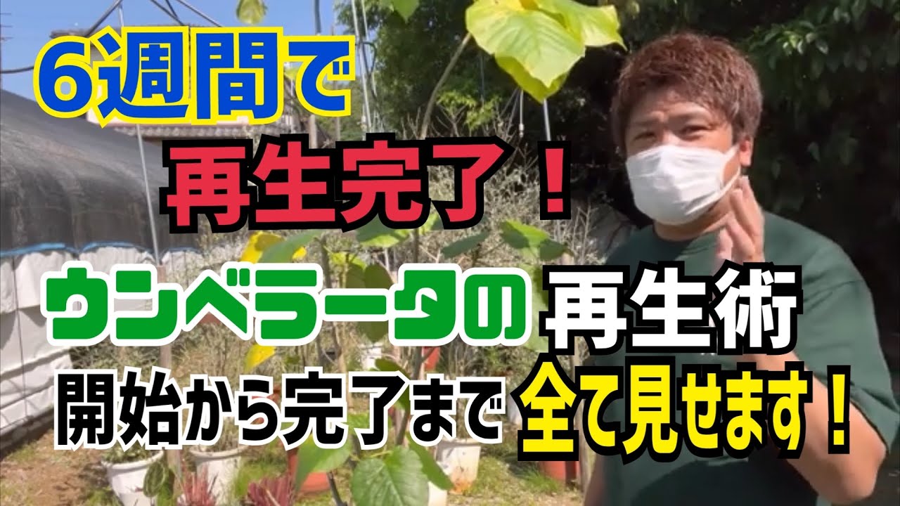 [ウンベラータの再生]開始から完了まで全て見せます⤴︎