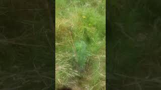 massive cannabis farm outdoor uk guerilla growing 💪❤👊💣💨